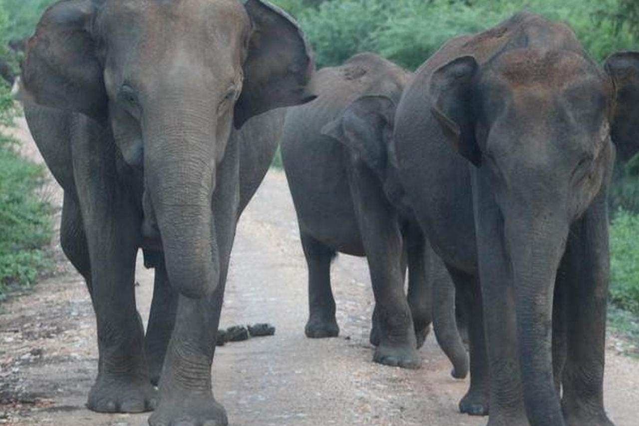 Vimanra Udawalawa Hotell Udawalawe Exteriör bild